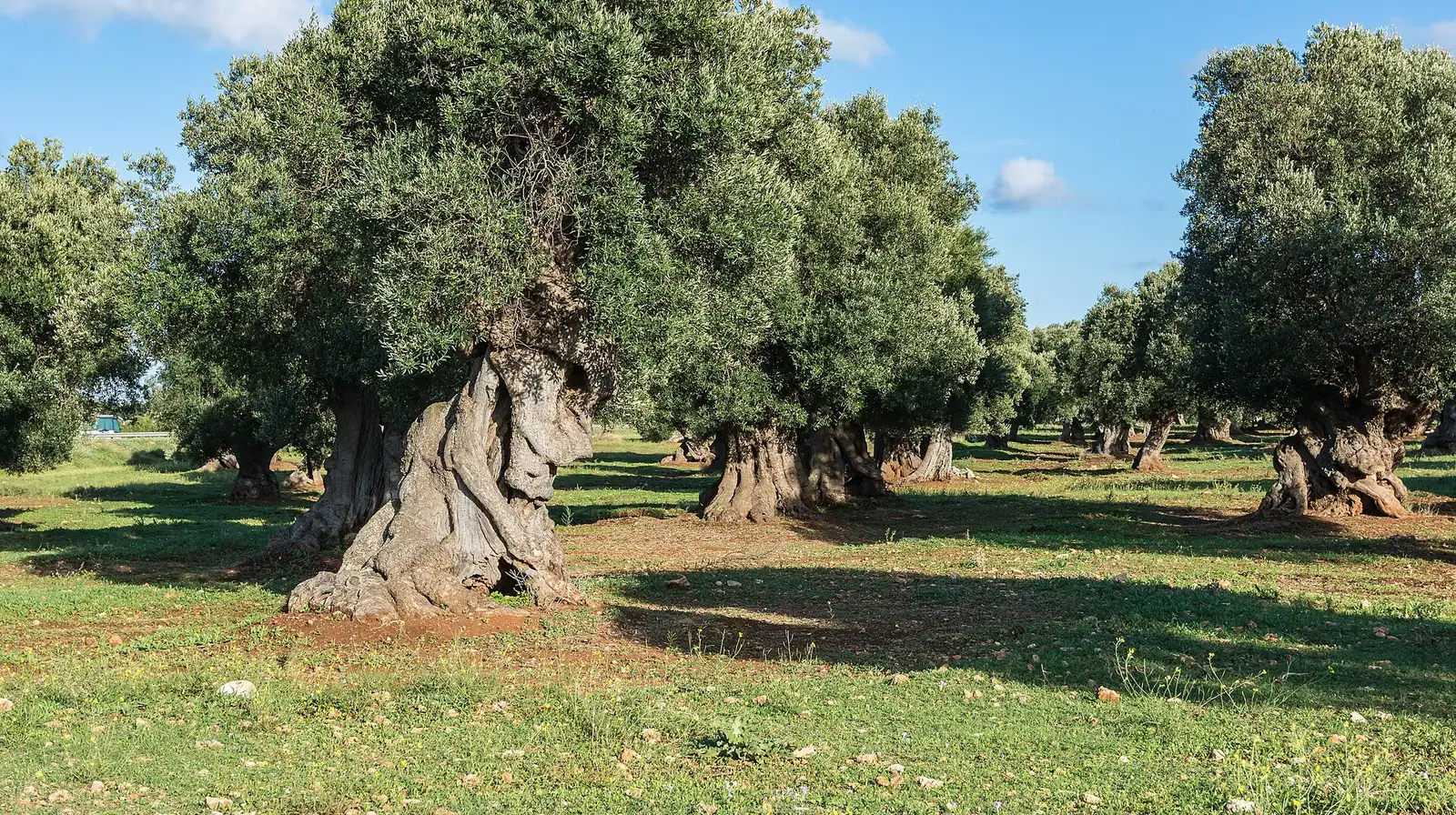 Ulivi secolari in un uliveto della Valle d'Itria